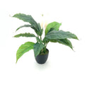 Pianta artificiale Spathiphylium foglie verdi con fiori bianchi e vaso 60 cm