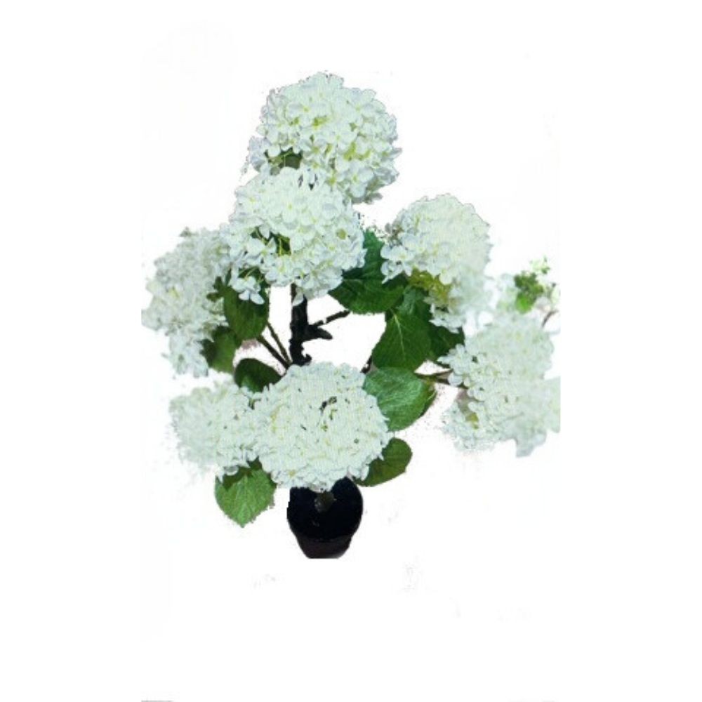 Pianta ornamentale Ortensia colore bianco 150H con vaso