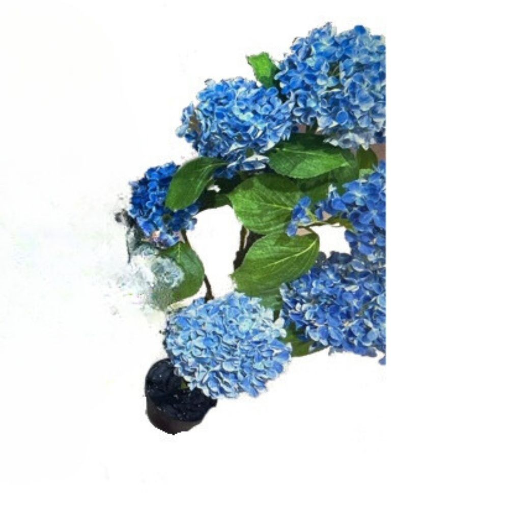 Pianta ornamentale Ortensia colore blu 150H con vaso