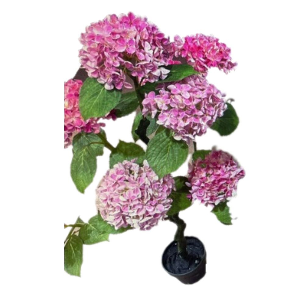 Pianta ornamentale Ortensia colore rosa 150H con vaso
